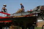 Threshing, shoveling 1