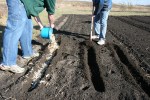 Horseradish, planting