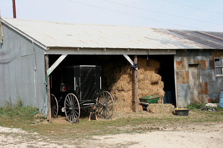 Lenora, dog by Miller shed