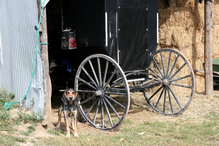 Lenora, dog close-up
