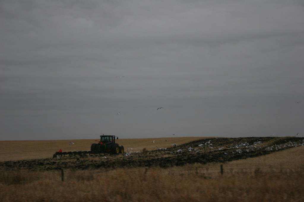 Drive, tractor and birds in field