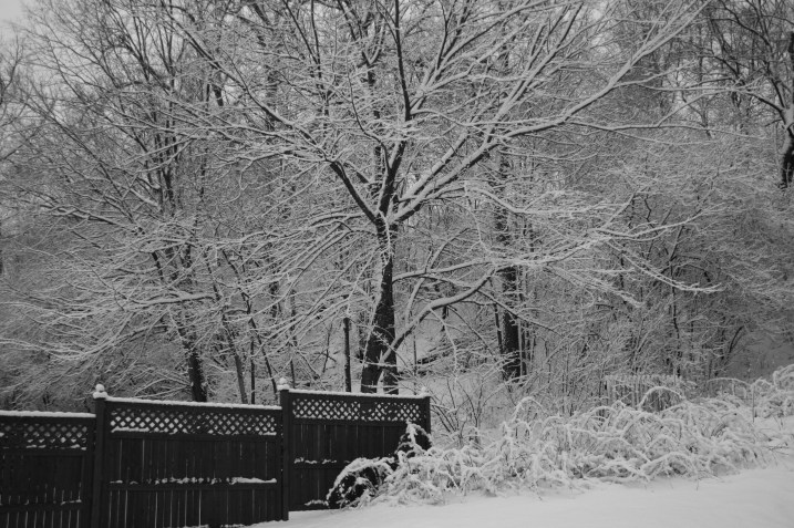 The winter wonderland view in my Faribault backyard around 4:30 p.m. today.