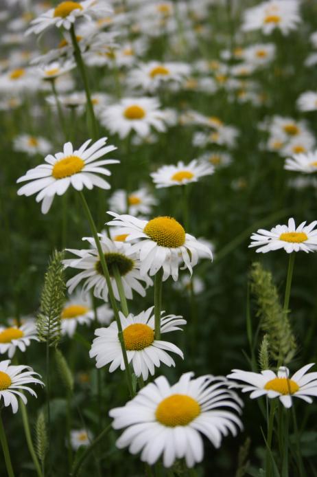 Today I choose to see the beauty of white in daisies, one of my favorite flowers.