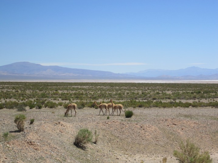 A herd of vicunas, Jujuy province.