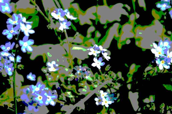 Blooms, blue