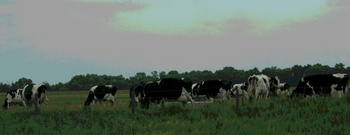 I grew up on a dairy and crop farm, so I know cows well enough to write about them in my poetry.