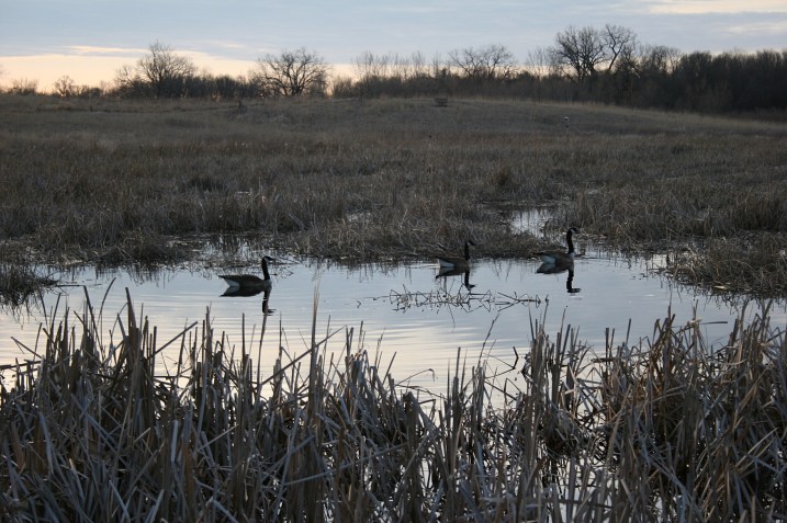 Geese on the prairie pond.
