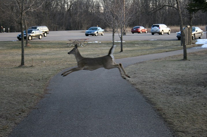 Leaping across a path near the nature center parking lot.