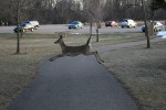 Deer leaping