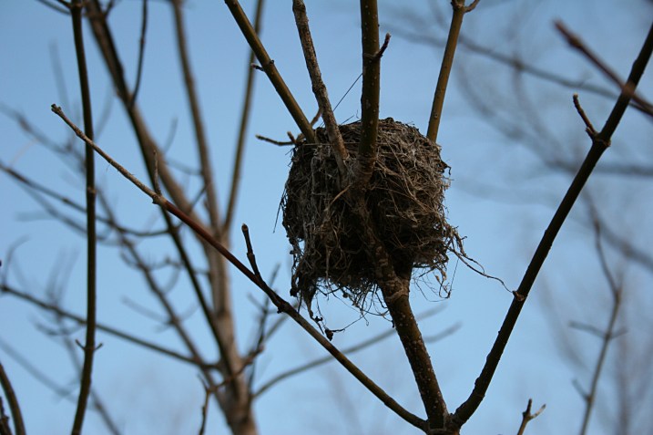Last year's nest...