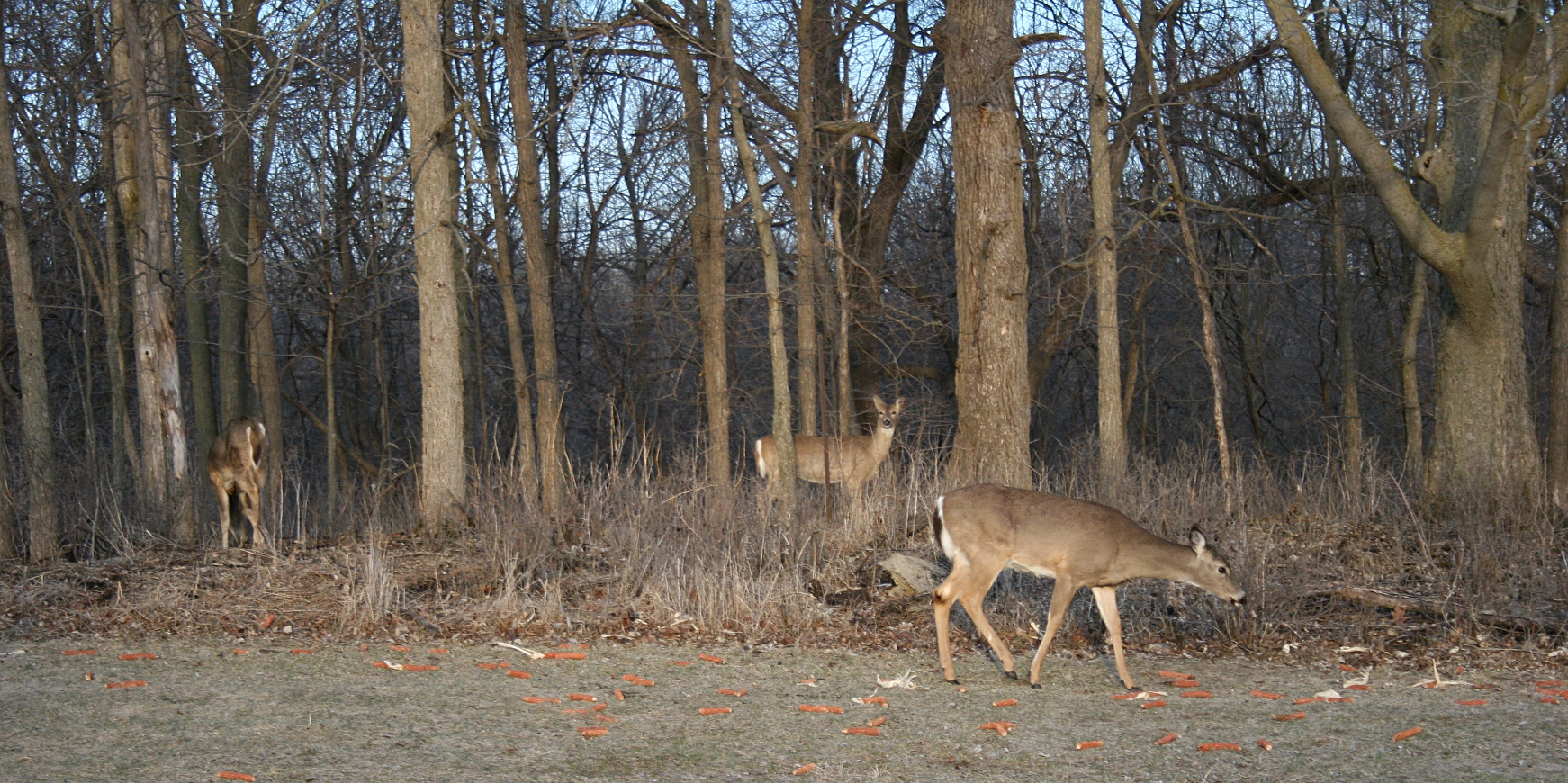 Deer cluster in the woods at Riverbend Nature Center, Faribault.