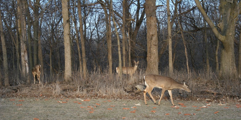 Deer cluster in the woods at Riverbend Nature Center, Faribault.