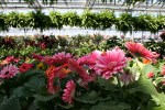 Greenhouse, close-up flowers and&nbsp;ferns