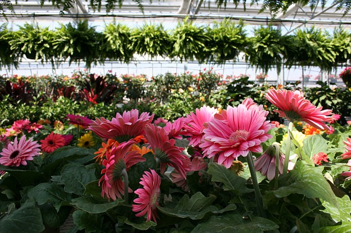 Greenhouse, close-up flowers and ferns