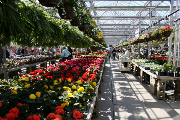 Greenhouse, flowers and ferns