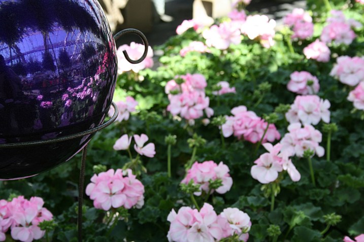 Greenhouse, gazing ball and geraniums