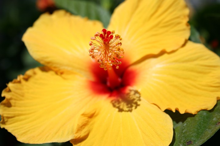 Greenhouse, yellow bloom