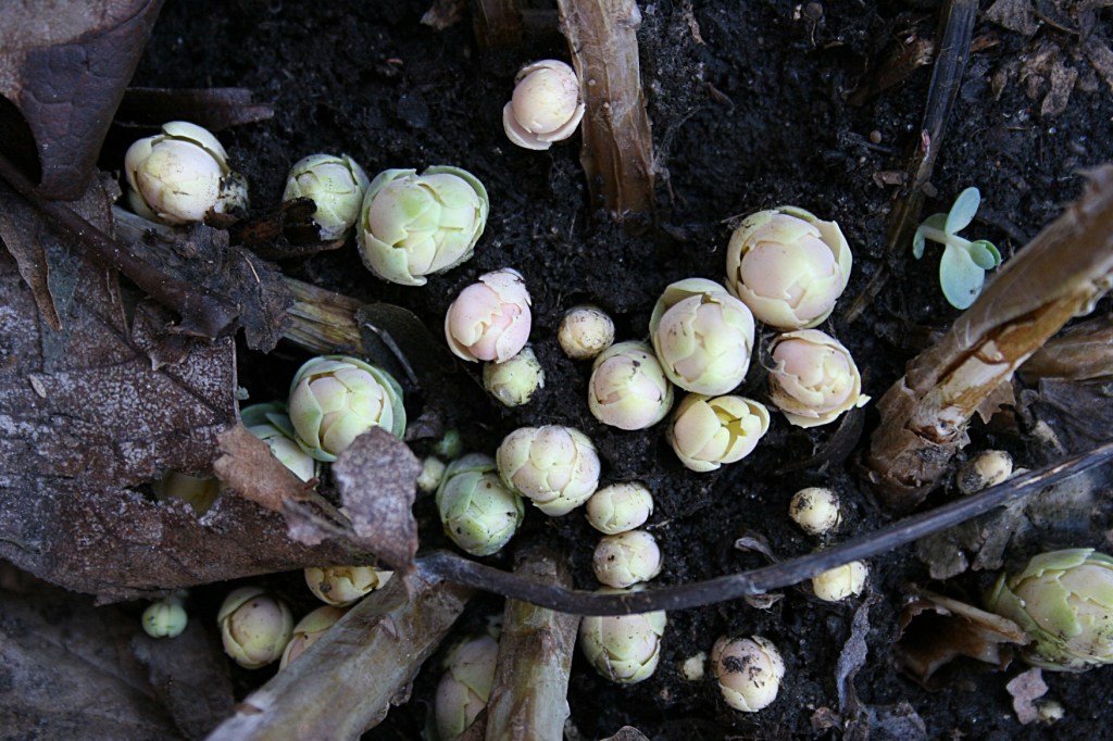 Perennials are finally popping through the earth.