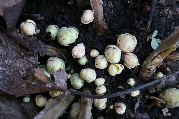 Perennials are finally popping through the earth.