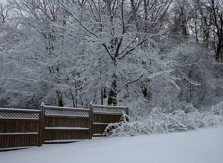 My backyard this morning with about four inches of new snow on the ground.