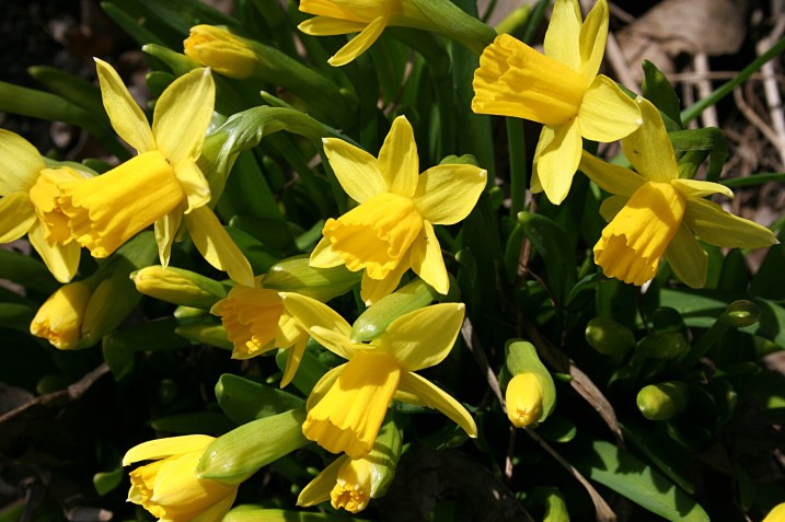 Daffodils
