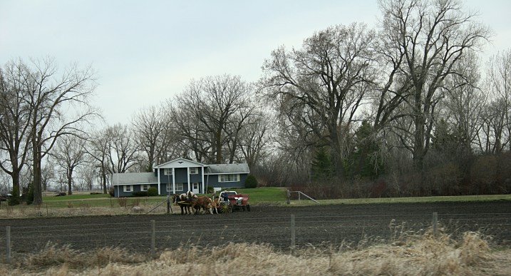 East of Moorhead, draft horses seed small grain.