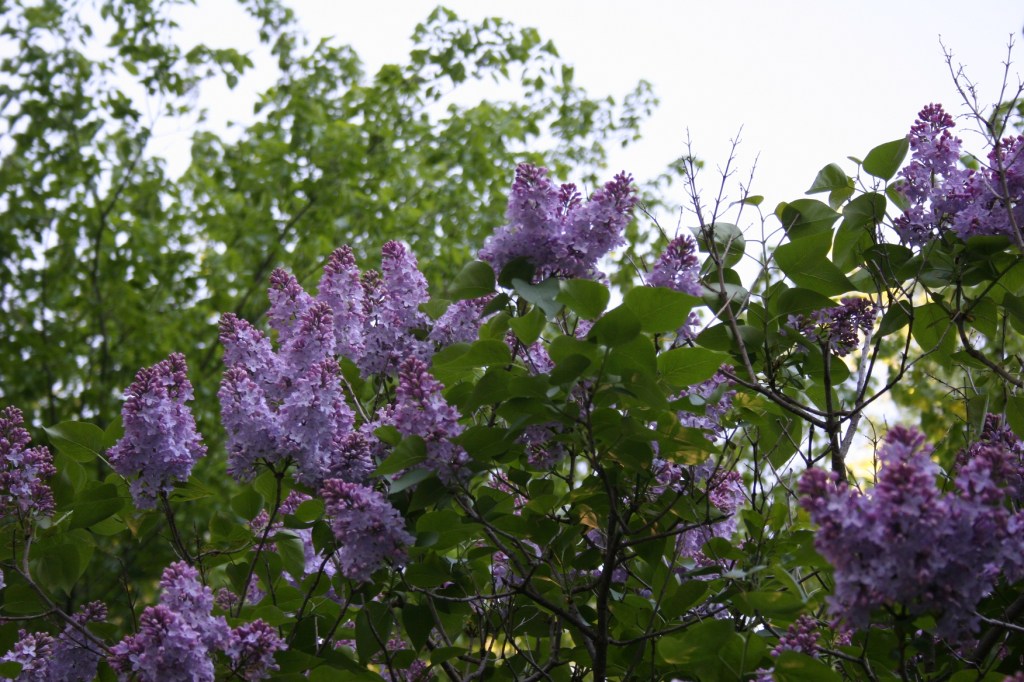 Plenty of lilacs to gather in the spring.