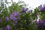 Lilac, 1 –&nbsp;Copy