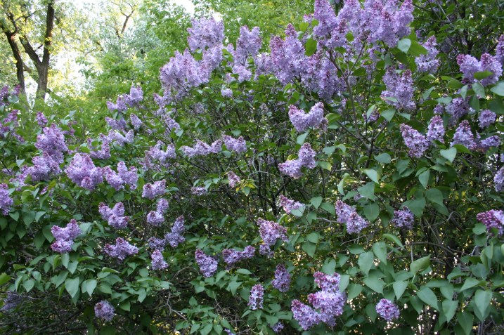 Lilac, 5 - Copy