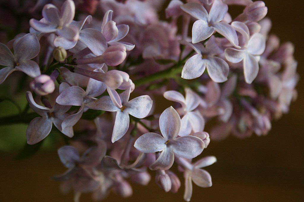 Lilac, close-up 2 - Copy