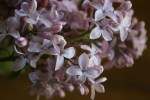 Lilac, close-up 2 –&nbsp;Copy