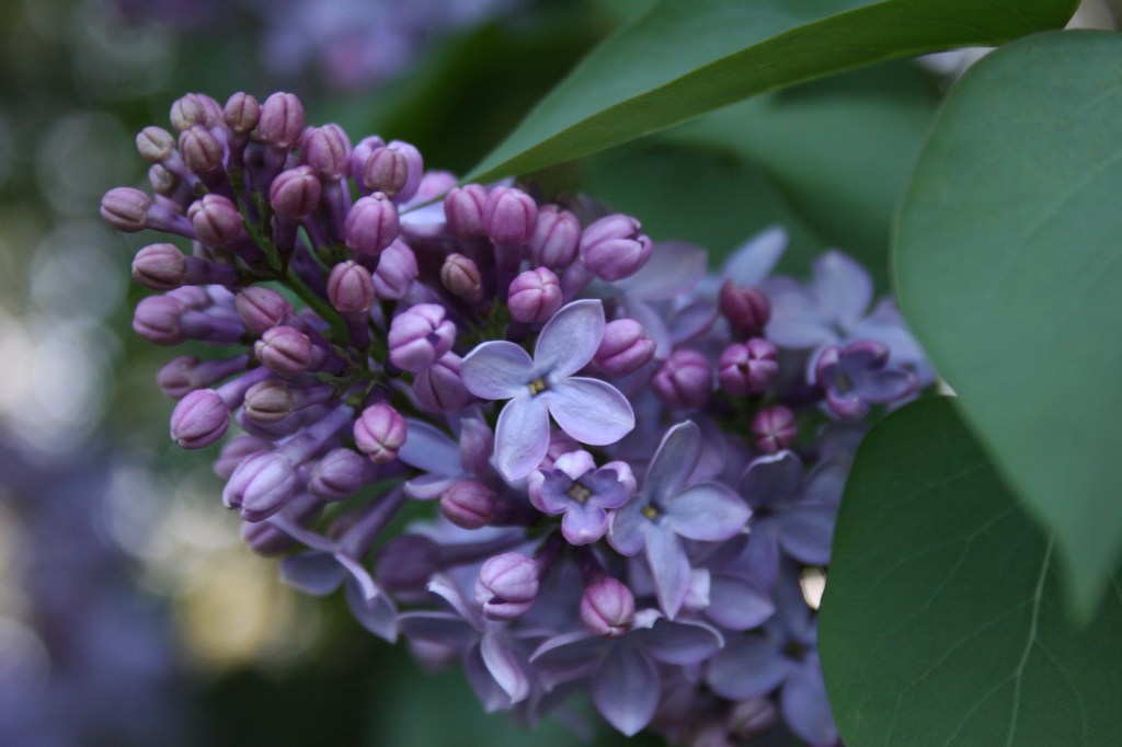 Lilac, close-up