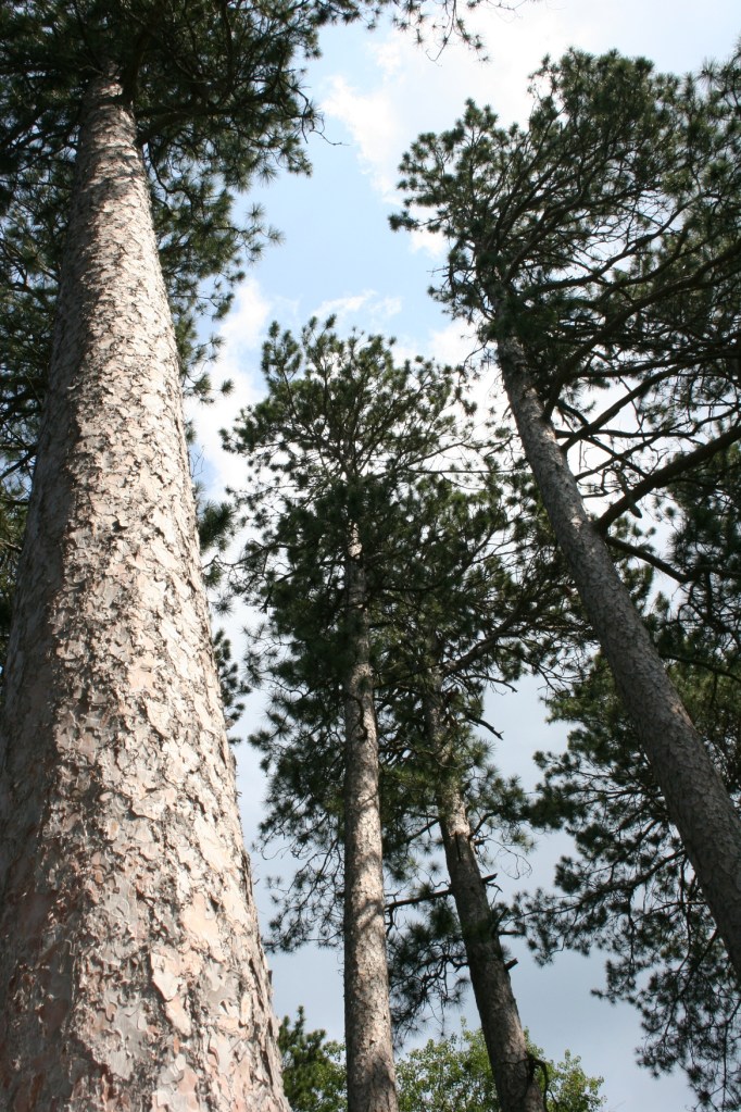 It's easy to understand how fire could race through acres of pines under hot, dry and windy conditions. Minnesota Prairie Roots file photo from Itasca State Park.