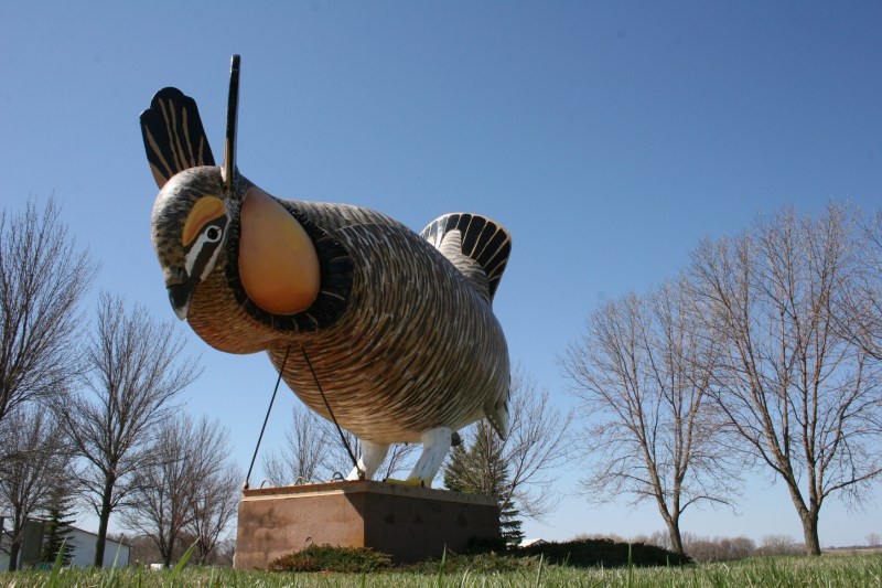 This prairie chicken statue celebrates the real prairie chickens which reside in the Rothsay area.