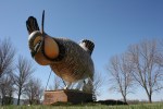 Rothsay, Prairie chicken&nbsp;looming