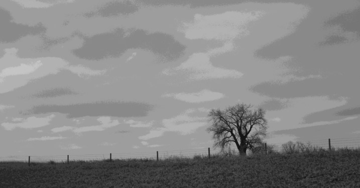 Rural scene, lone tree