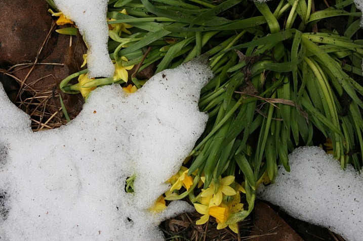 Photographed Saturday afternoon, the seven inches of snow have mostly melted off my daffodils.