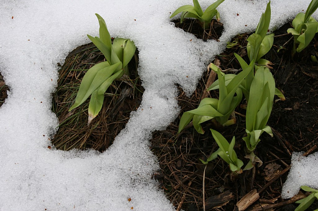 Determined day lilies.