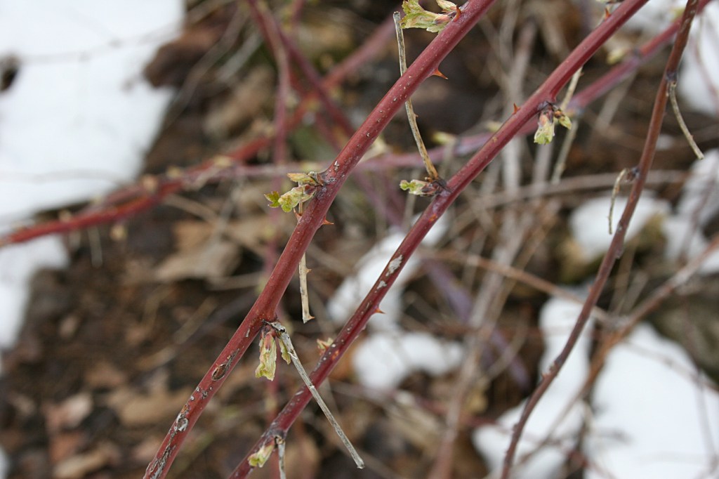 Bendy raspberry branches in bud.