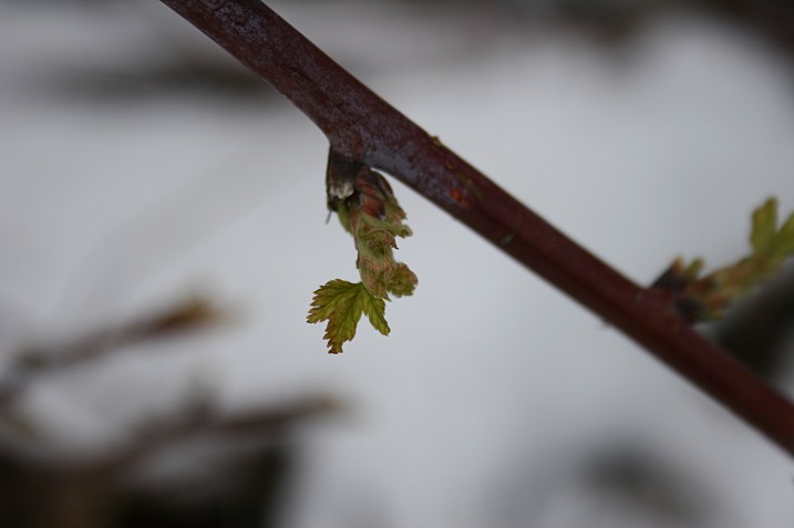 A raspberry bud unfurling.