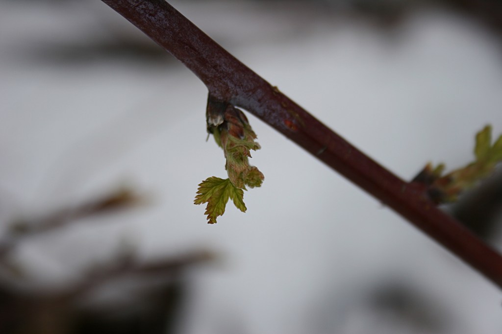 A raspberry bud unfurling.