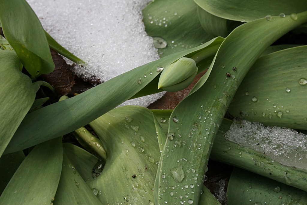 A tulip bud, bent to the snow.