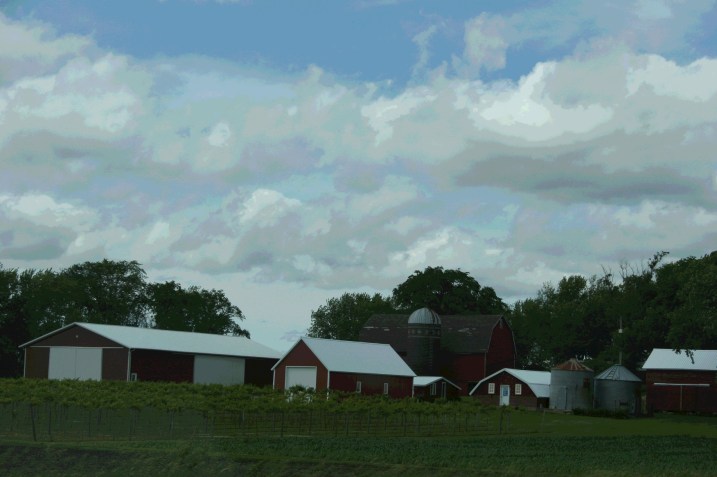 A vineyard along Steele County Road 17.