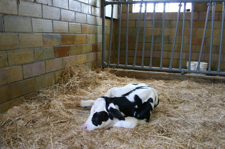 Several calves inside the barn were a hit among visitors.
