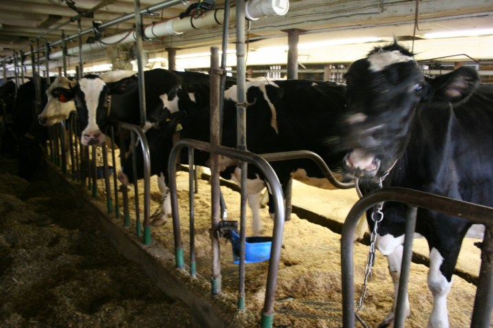 The Wegners milk 50 registered Holsteins.