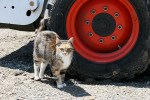 Dairy, farm cat