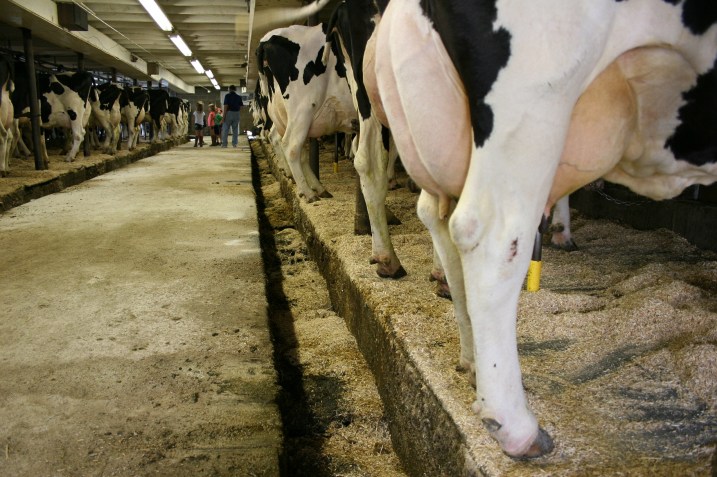Inside the Wegners' barn, where dairy products come from.
