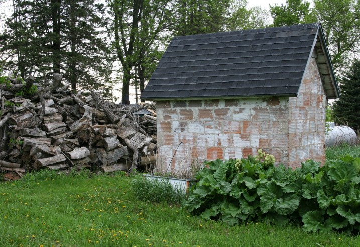 Rhubarb grows by the old smokehouse, which now houses garden tools.