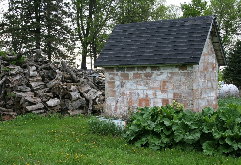 Rhubarb grows by the old smokehouse, which now houses garden tools.