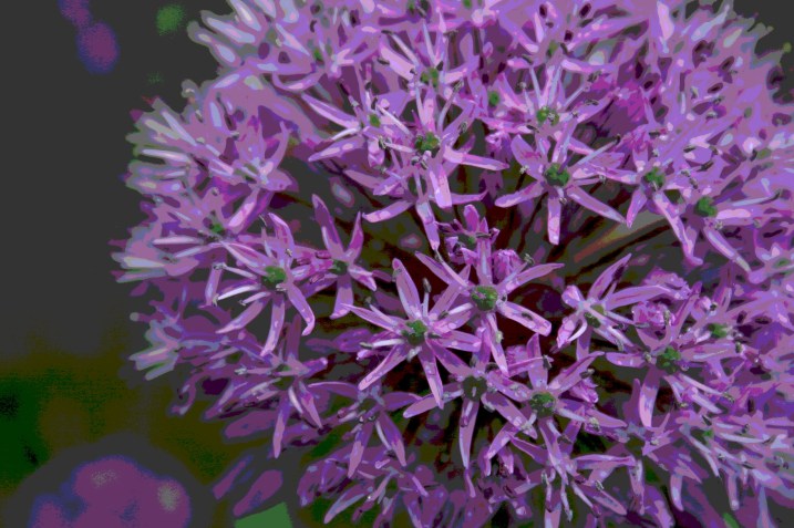 Lovely spheres of Allium.